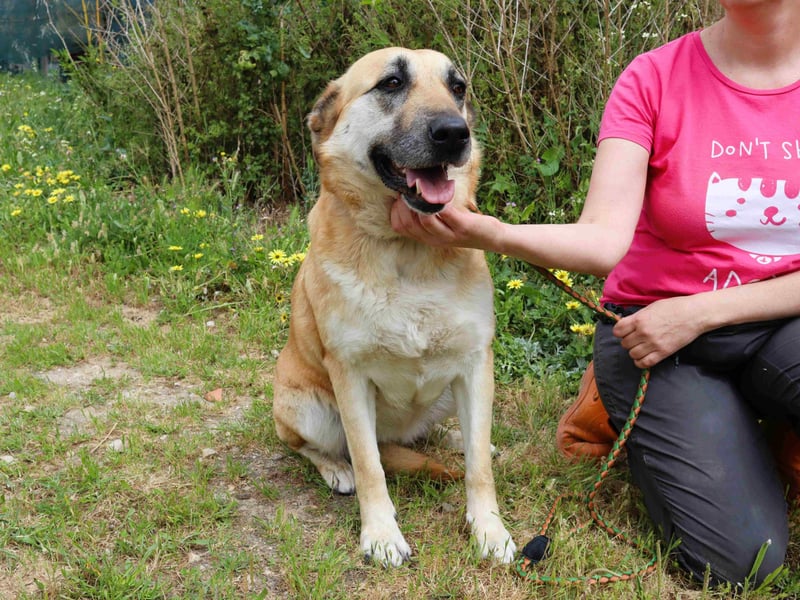 ♦️NELLY |–| KIKA ♦️ 2 von ~650 Hunden in der Cantinho da Milu