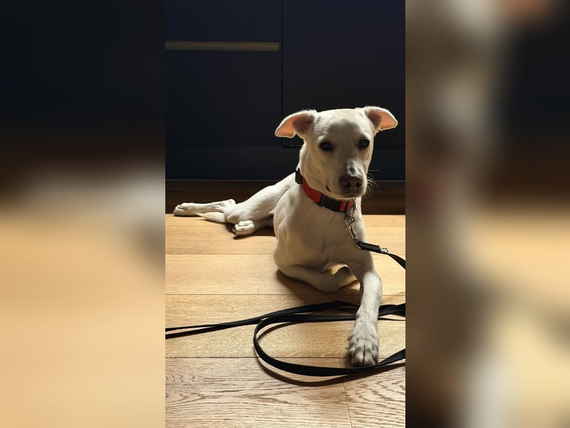 Dobby sucht ein ruhiges Zuhause mit Herz und Struktur