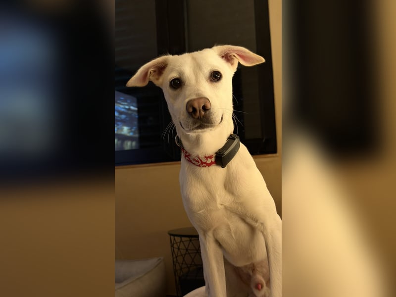 Dobby sucht ein ruhiges Zuhause mit Herz und Struktur