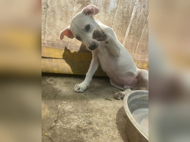 Dobby sucht ein ruhiges Zuhause mit Herz und Struktur