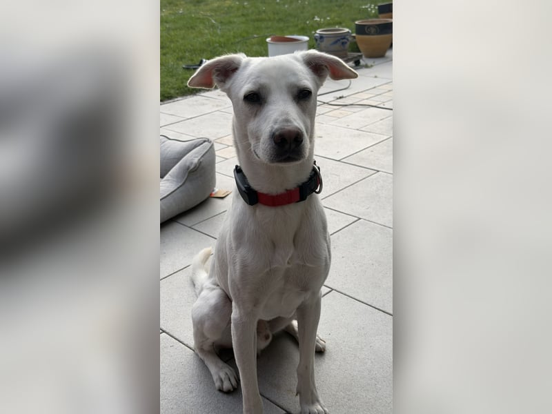 Dobby sucht ein ruhiges Zuhause mit Herz und Struktur