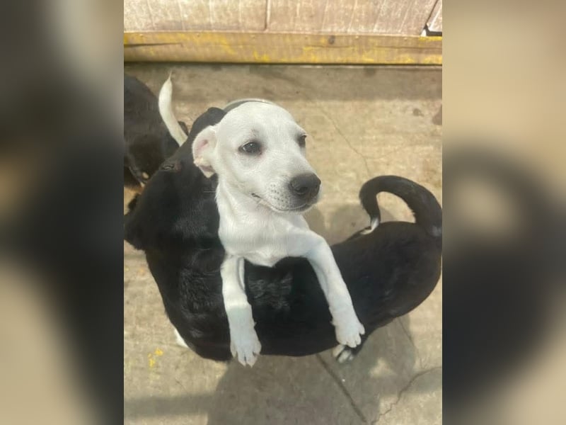 Dobby sucht ein ruhiges Zuhause mit Herz und Struktur