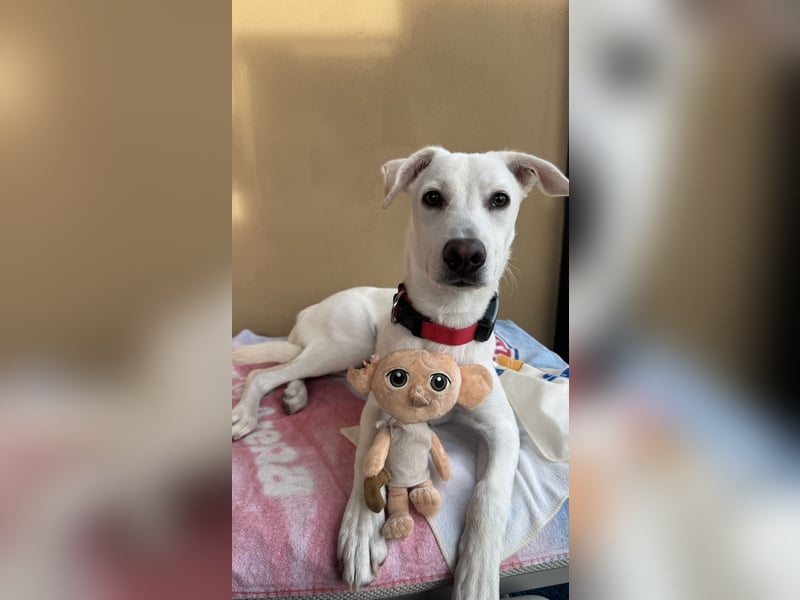 Dobby sucht ein ruhiges Zuhause mit Herz und Struktur