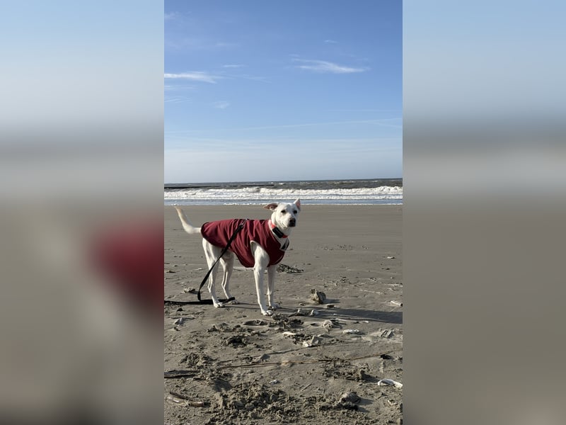 Dobby sucht ein ruhiges Zuhause mit Herz und Struktur