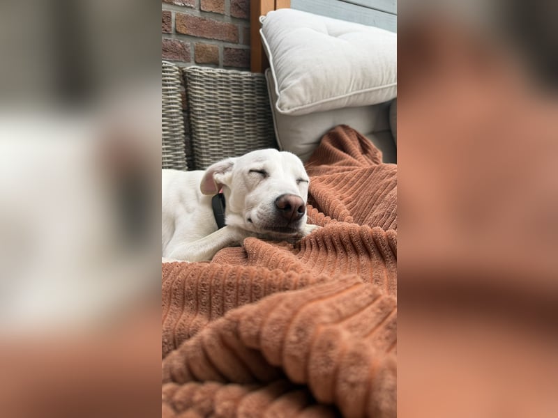 Dobby sucht ein ruhiges Zuhause mit Herz und Struktur