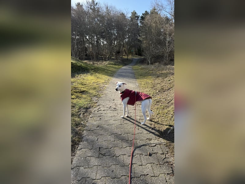 Dobby sucht ein ruhiges Zuhause mit Herz und Struktur