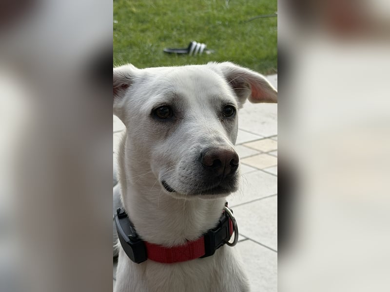 Dobby sucht ein ruhiges Zuhause mit Herz und Struktur