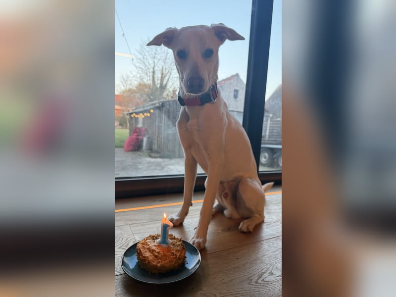 Dobby sucht ein ruhiges Zuhause mit Herz und Struktur