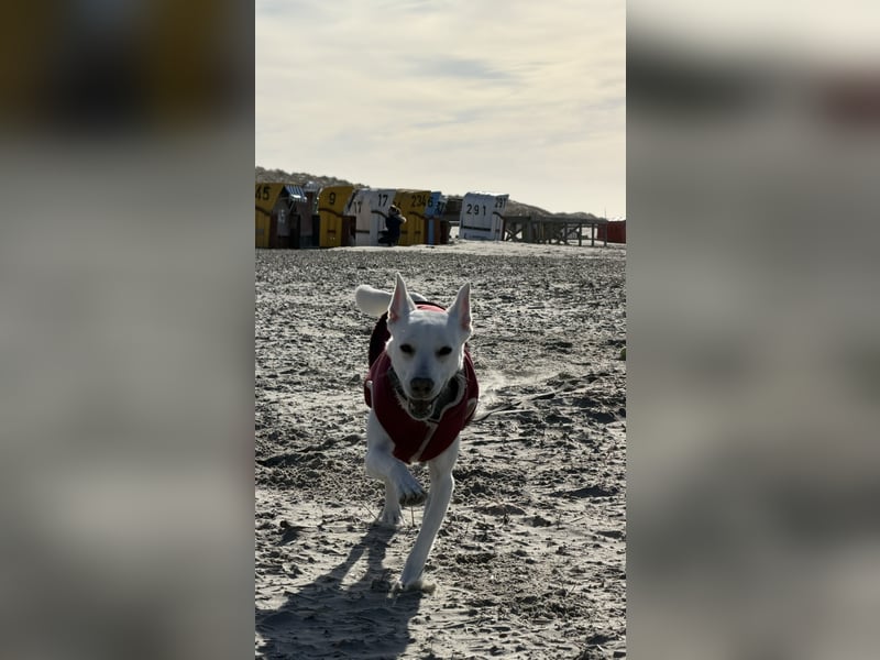 Dobby sucht ein ruhiges Zuhause mit Herz und Struktur