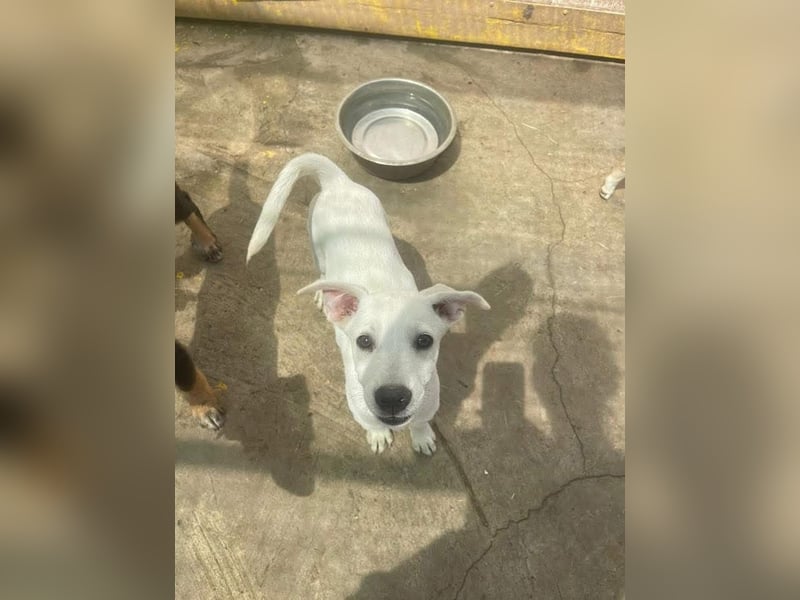 Dobby sucht ein ruhiges Zuhause mit Herz und Struktur