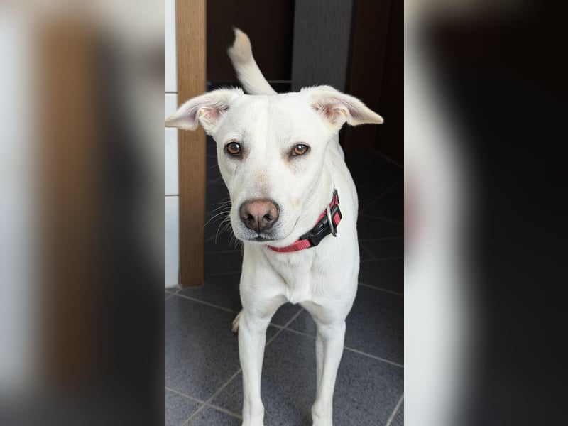 Dobby sucht ein ruhiges Zuhause mit Herz und Struktur