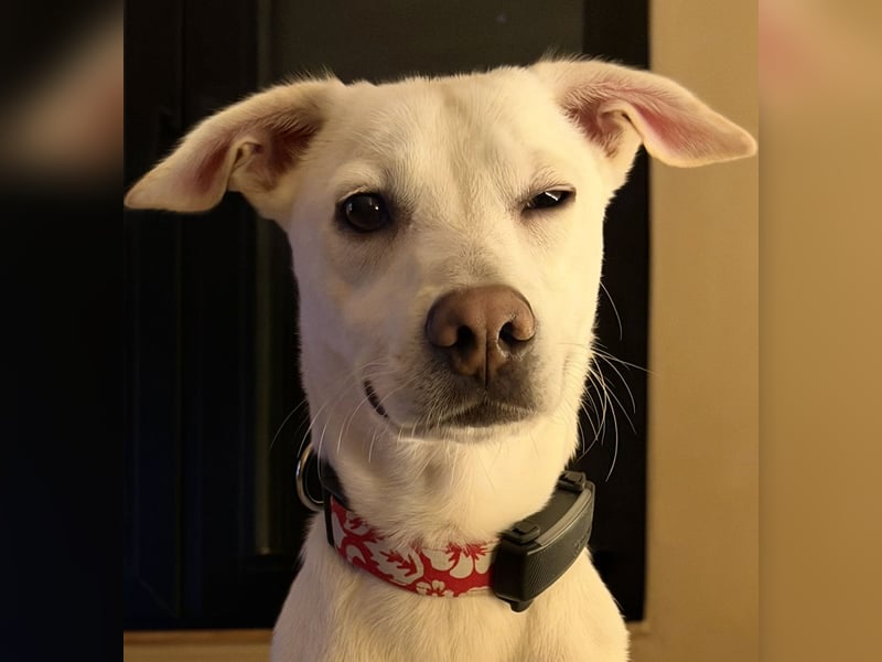 Dobby sucht ein ruhiges Zuhause mit Herz und Struktur
