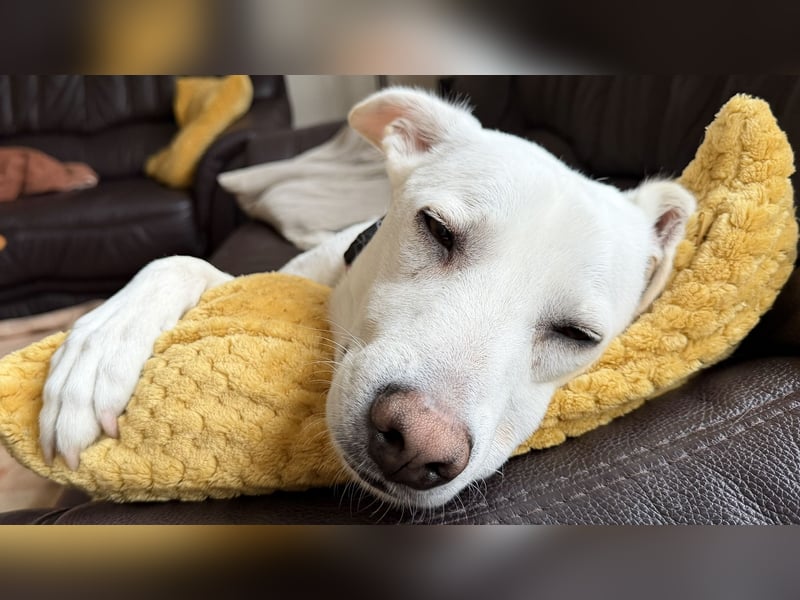 Dobby sucht ein ruhiges Zuhause mit Herz und Struktur
