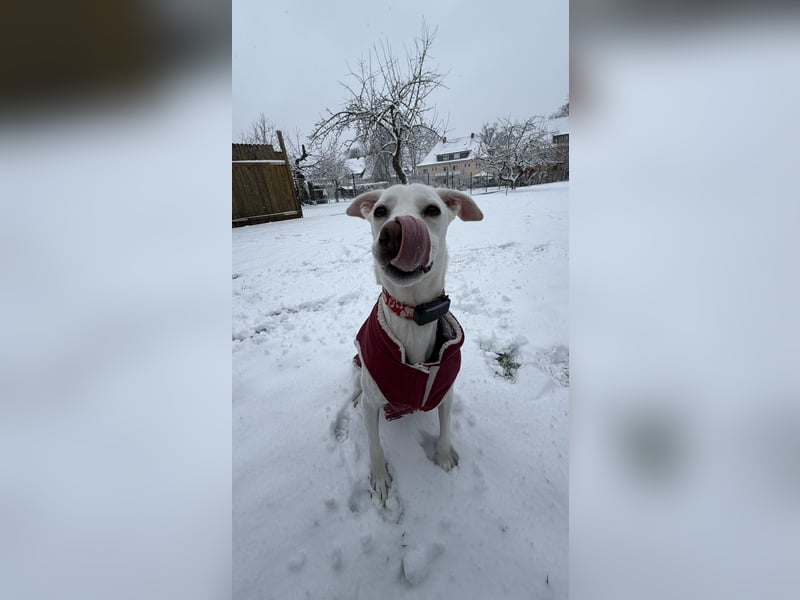 Dobby sucht ein ruhiges Zuhause mit Herz und Struktur