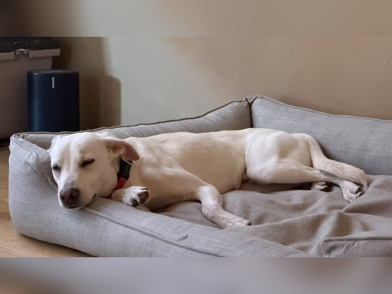 Dobby sucht ein ruhiges Zuhause mit Herz und Struktur