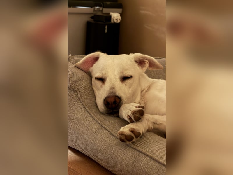 Dobby sucht ein ruhiges Zuhause mit Herz und Struktur