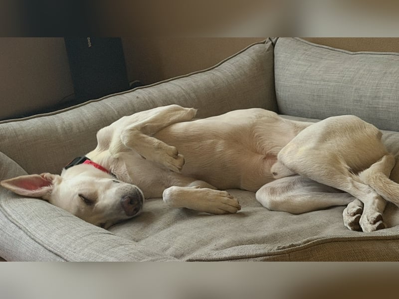 Dobby sucht ein ruhiges Zuhause mit Herz und Struktur