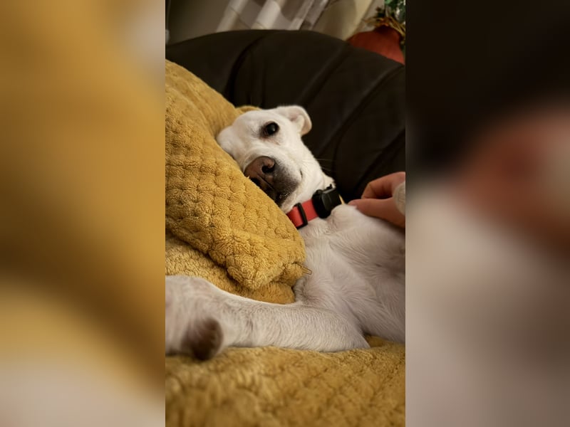 Dobby sucht ein ruhiges Zuhause mit Herz und Struktur
