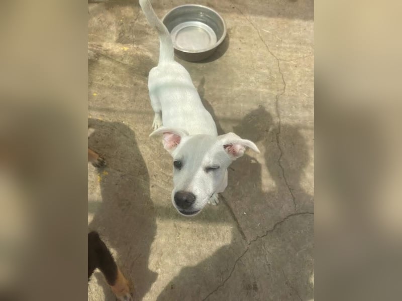 Dobby sucht ein ruhiges Zuhause mit Herz und Struktur