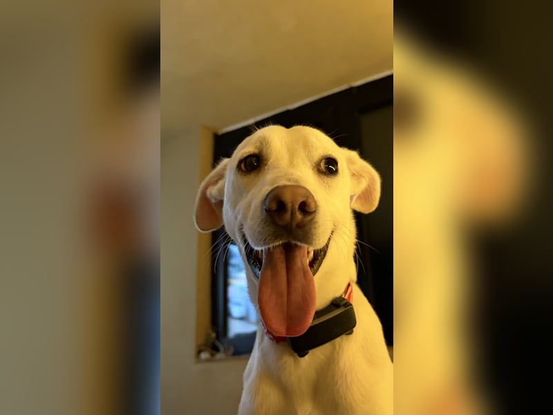 Dobby sucht ein ruhiges Zuhause mit Herz und Struktur