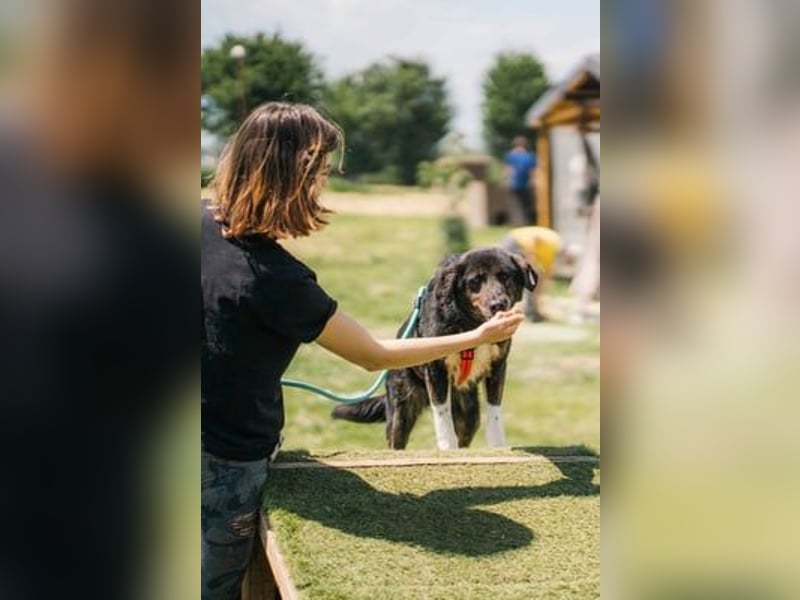 Brady - liebevoller Senior