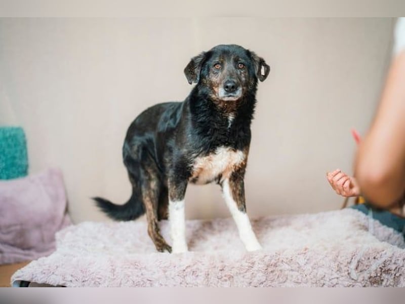 Brady - liebevoller Senior