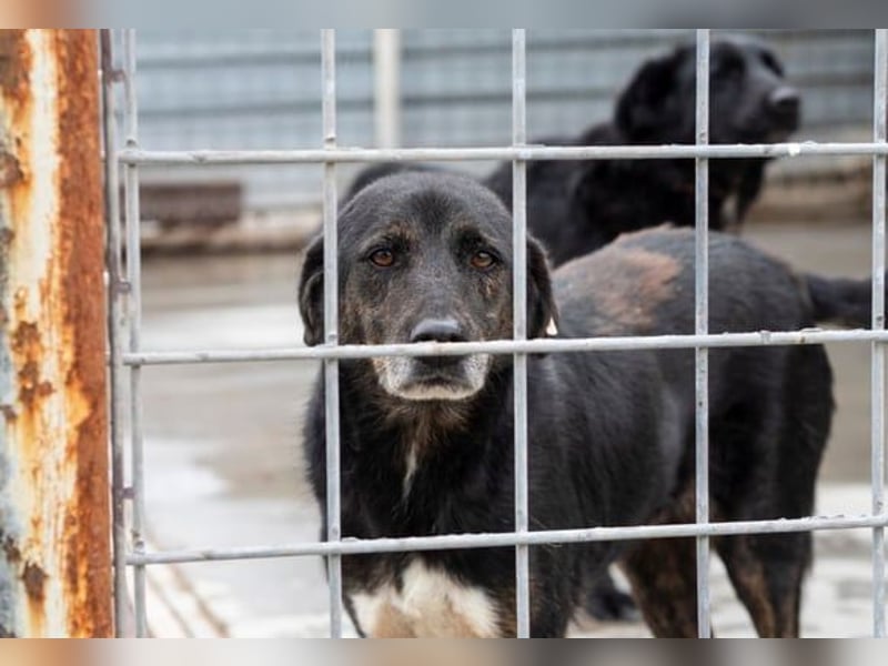 Brady - liebevoller Senior