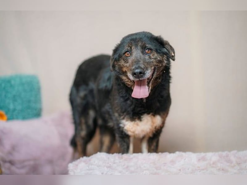 Brady - liebevoller Senior