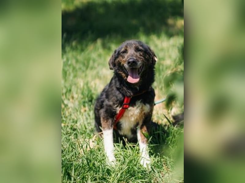 Brady - liebevoller Senior