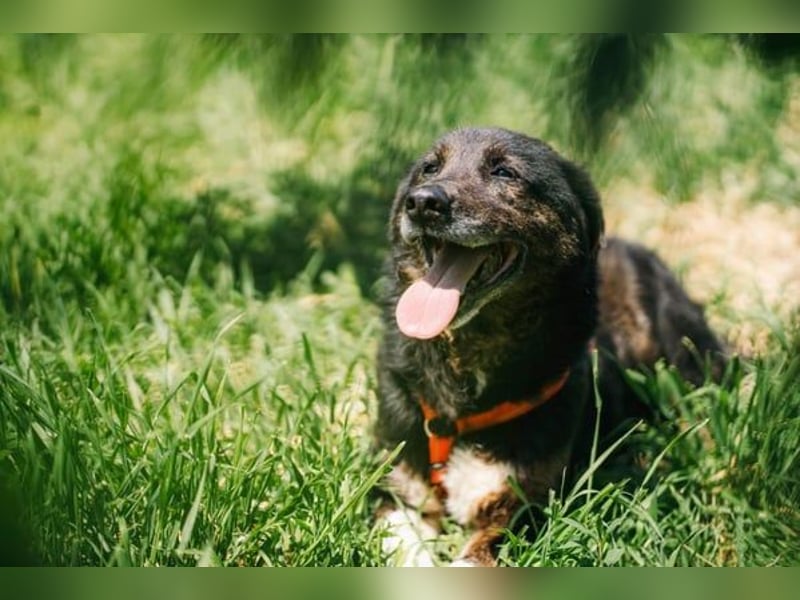 Brady - liebevoller Senior