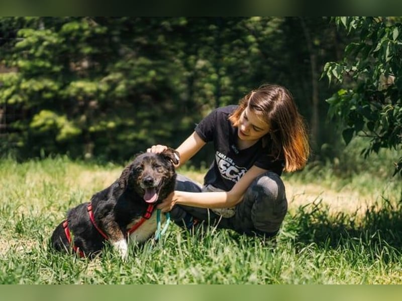 Brady - liebevoller Senior