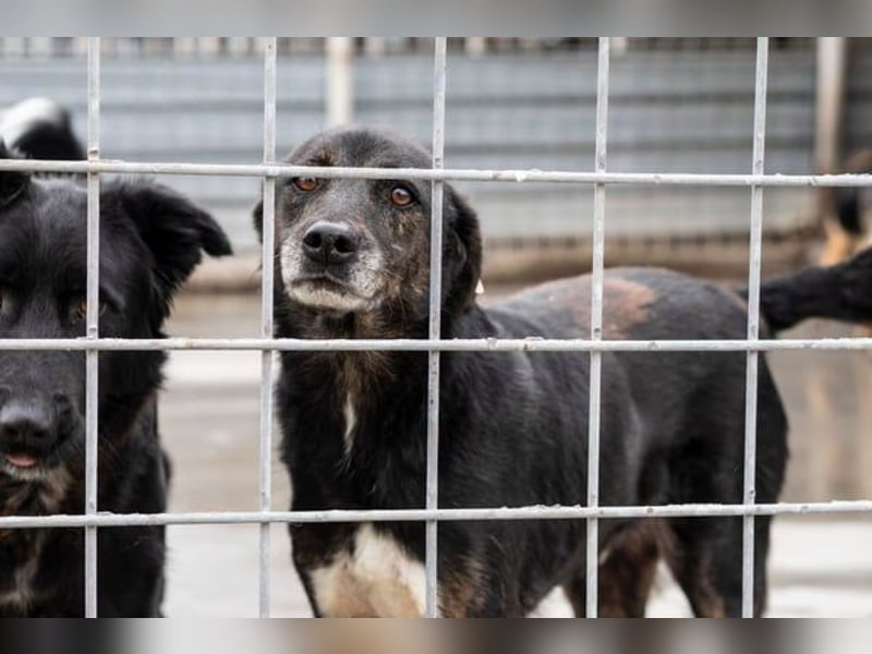 Brady - liebevoller Senior