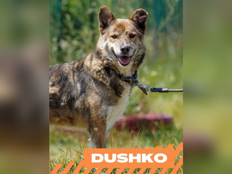 Dushko