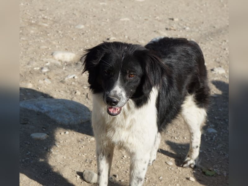 Herr Jasper, geb. ca. 05/2024, lebt in GRIECHENLAND, im städt. Tierheim Serres