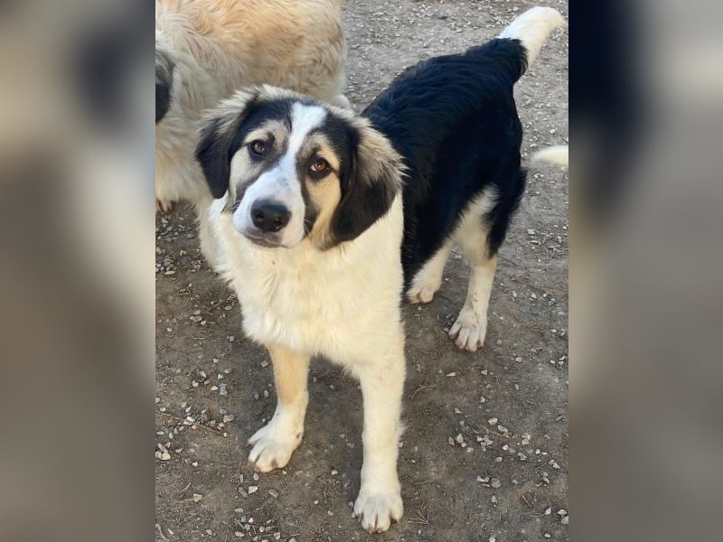 Rhydan, geb. ca. 09/2025, lebt in GRIECHENLAND, im städt. Tierheim Serres