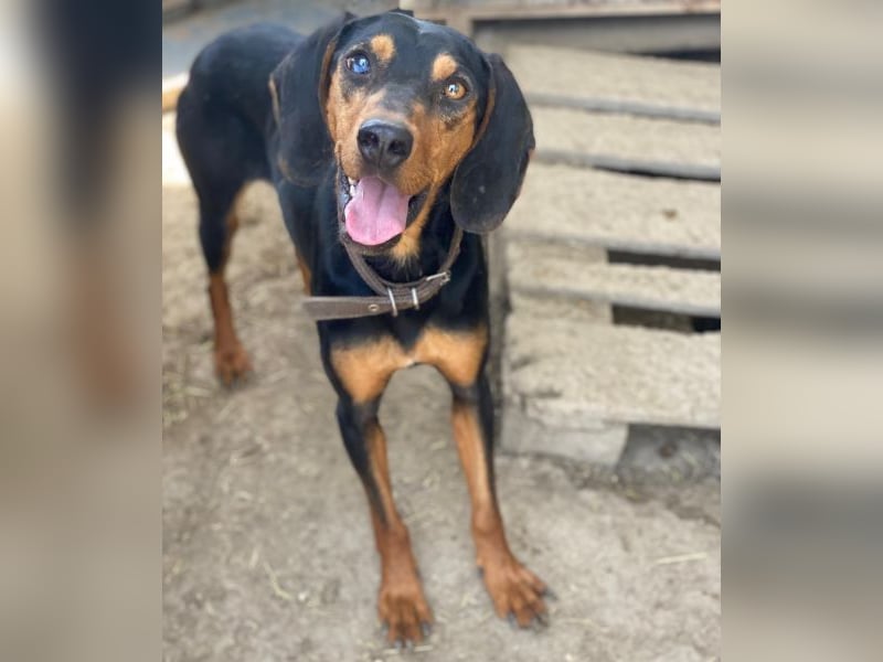 Nemo, geb. ca.  11/2024 lebt in GRIECHENLAND, auf einer privaten Pflegestelle