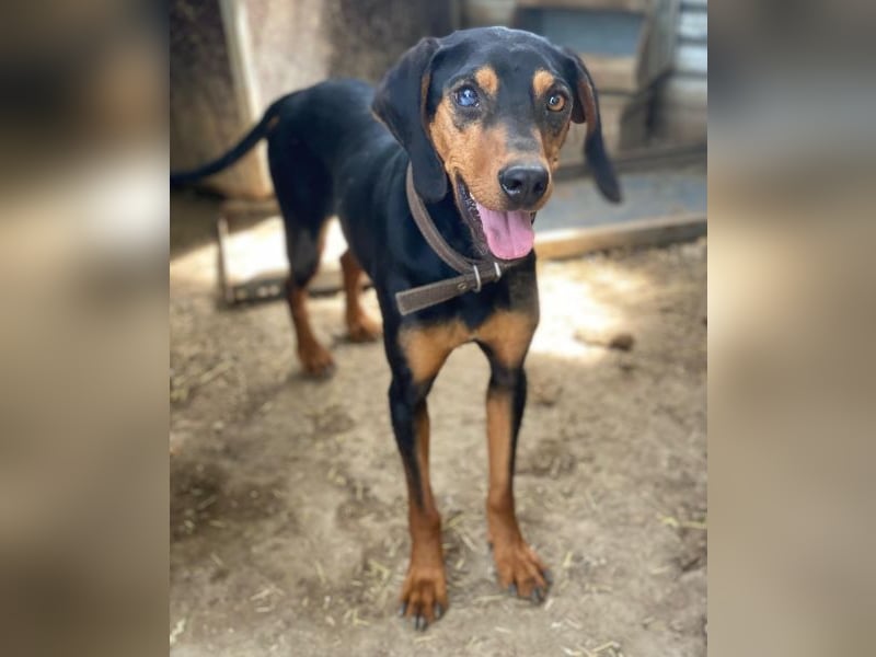 Nemo, geb. ca.  11/2024 lebt in GRIECHENLAND, auf einer privaten Pflegestelle