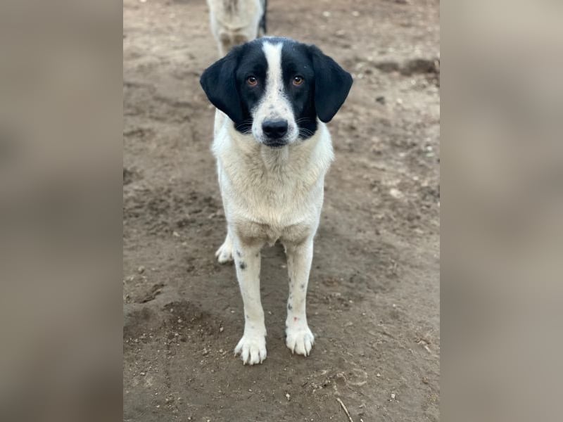 Daryl, geb. ca. 05/2024, lebt in GRIECHENLAND, im städt. Tierheim Serres