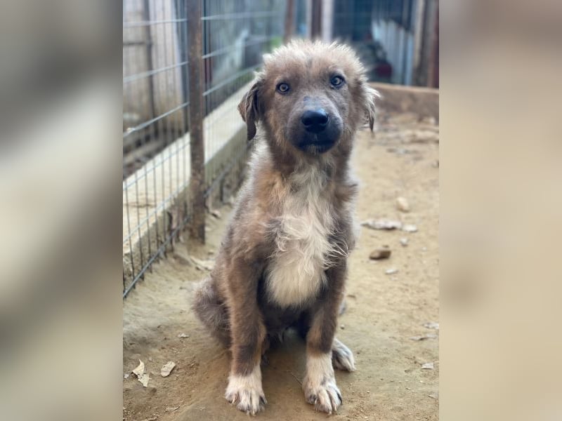 Franklyn, geb. ca. 06/2025, lebt in GRIECHENLAND, auf einer privaten Pflegestelle