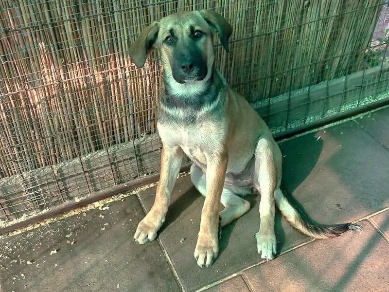 Schüchterne Alani sucht Menschen die ihr Sicherheit geben