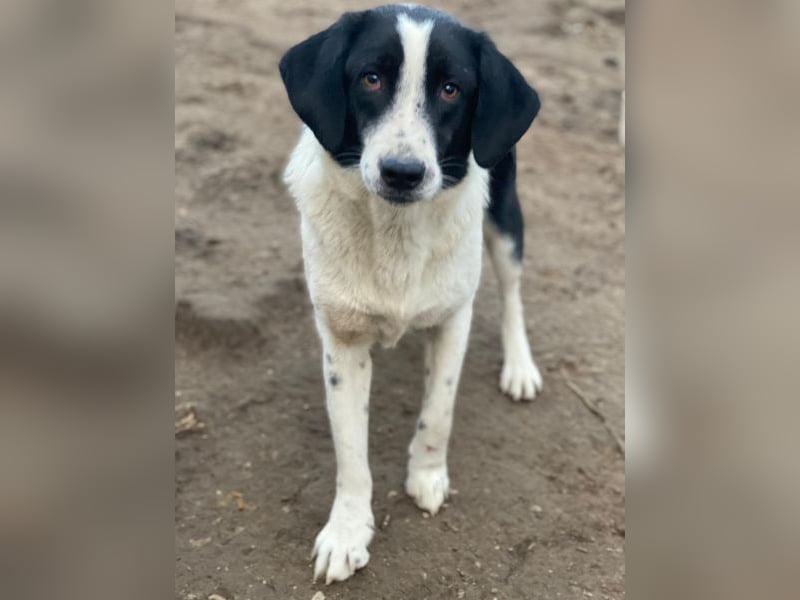 Daryl, geb. ca. 05/2024, lebt in GRIECHENLAND, im städt. Tierheim Serres