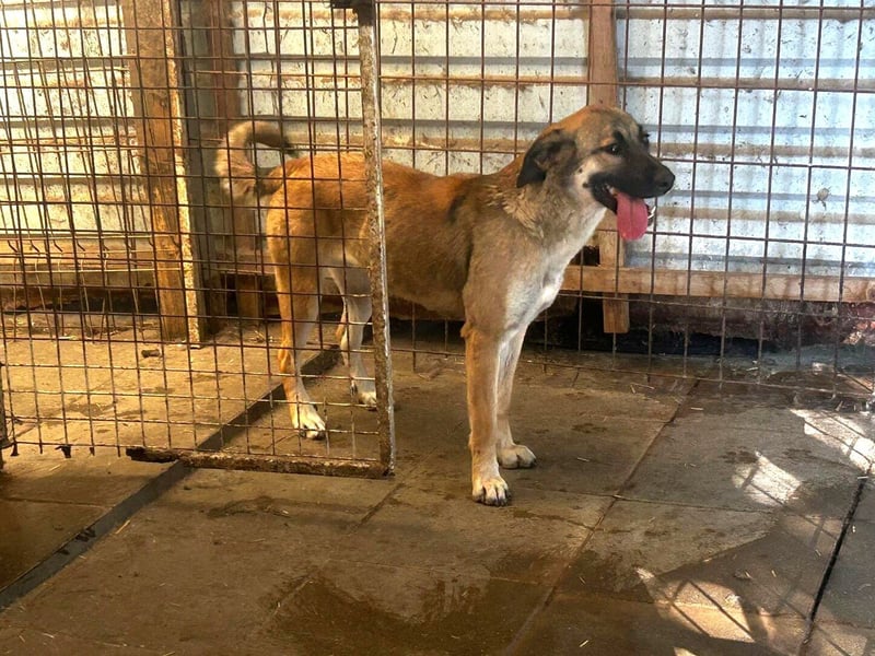 Schüchterne Alani sucht Menschen die ihr Sicherheit geben