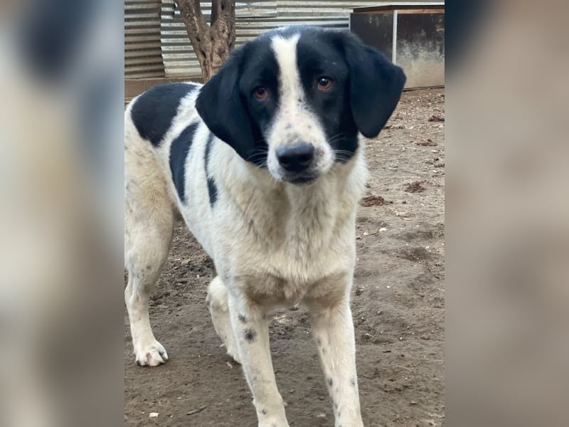 Daryl, geb. ca. 05/2024, lebt in GRIECHENLAND, im städt. Tierheim Serres