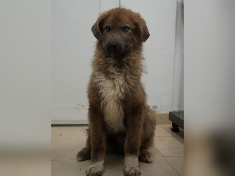 Franklyn, geb. ca. 06/2025, lebt in GRIECHENLAND, auf einer privaten Pflegestelle