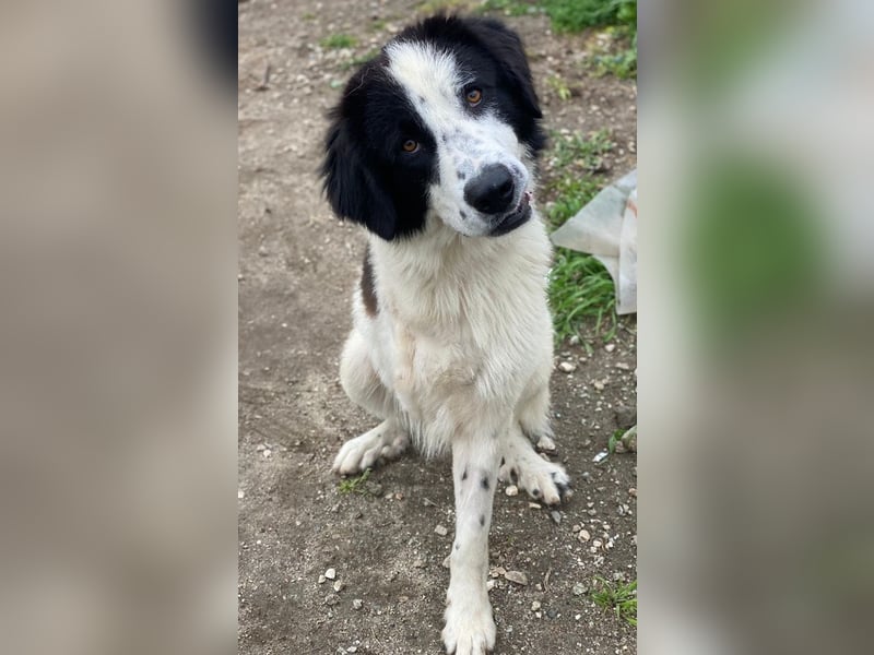 Räuber, geb. ca. 04/2025, lebt in GRIECHENLAND, auf einer privaten Pflegestelle