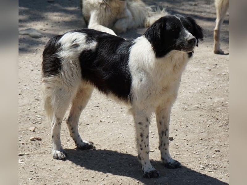 Herr Jasper, geb. ca. 05/2024, lebt in GRIECHENLAND, im städt. Tierheim Serres