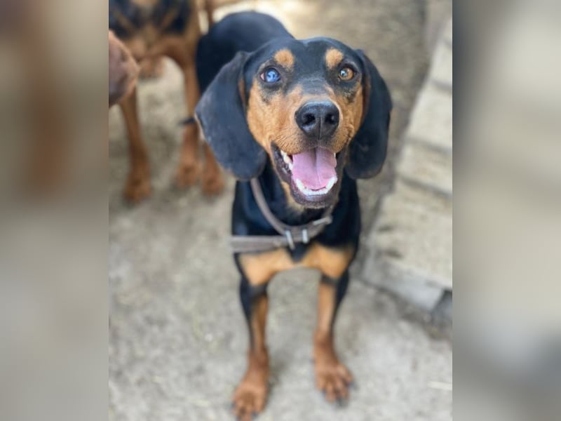 Nemo, geb. ca.  11/2024 lebt in GRIECHENLAND, auf einer privaten Pflegestelle