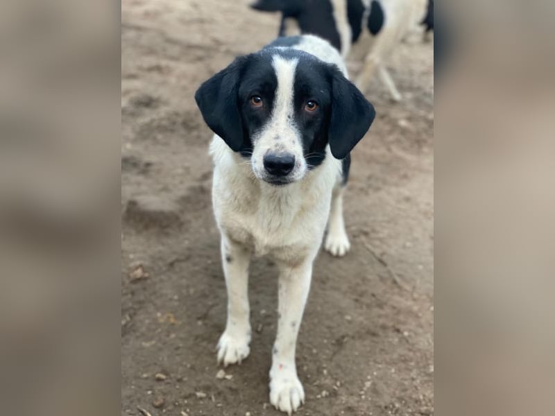 Daryl, geb. ca. 05/2024, lebt in GRIECHENLAND, im städt. Tierheim Serres