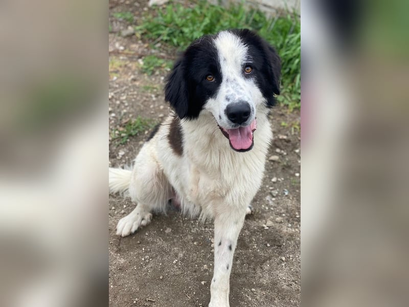 Räuber, geb. ca. 04/2025, lebt in GRIECHENLAND, auf einer privaten Pflegestelle