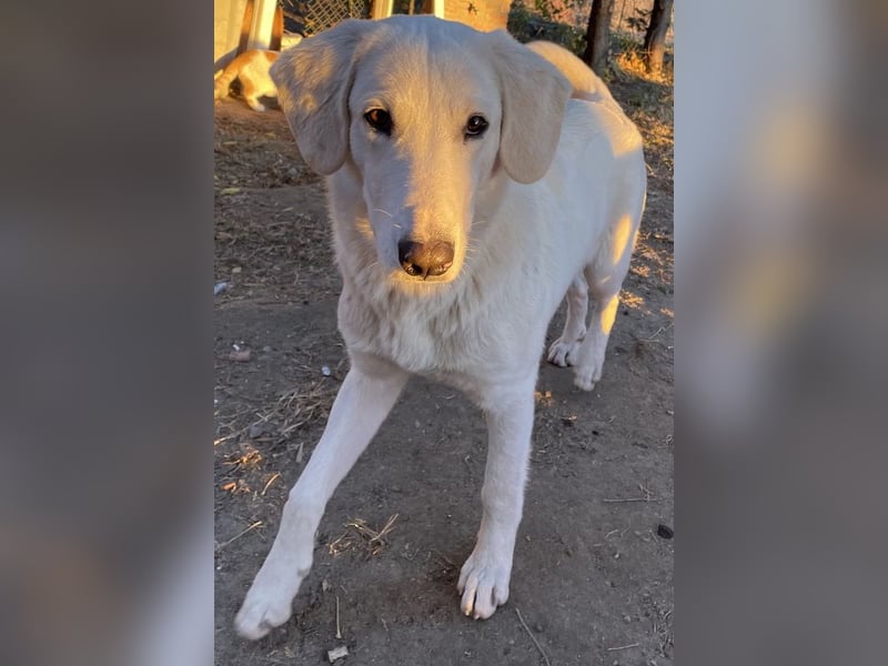 Julius, geb. ca. 03/2024, lebt in GRIECHENLAND, auf einer privaten Pflegestelle